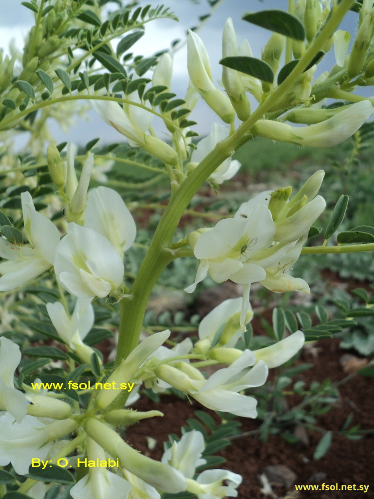 Astragalus aleppicus Boiss